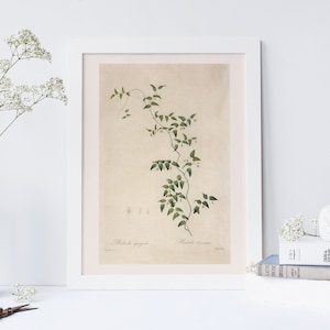 ANTIQUE FLOWER PRINT, Bridal Creeper, Medeola Asparagoides, Professional Quality Giclée, Redouté, 19th Century Art, Botanical Illustration