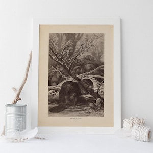 LÁMINA ANTIGUA DE CASTOR, Arte mural de zoología vintage, Póster antiguo de mastozoología, Reproducción profesional, Estampado animal vintage, década de 1890