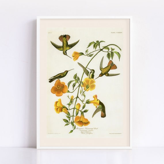 HUMMINGBIRD POSTER PRINT, Mangrove Hummingbird, John James Audubon, 19th  Century Art, Country Home Decor, Nature Wall Art - Etsy