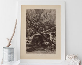 ANTIQUE BEAVER PRINT, Vintage Zoology Wall Art, Antique Mammalogy Poster, Professional Reproduction, Vintage Animal Print, 1890s