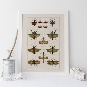 VINTAGE NATURE PRINT, Antique Nature Print, Antique Moth and Butterfly Art Antique Natural History Print Wall Art Butterfly Print