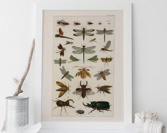 VINTAGE NATURE PRINT, Antique Nature Art Print, Antique Insect Print Butterfly Art Antique Natural History Print Wall Art Insect Art Print