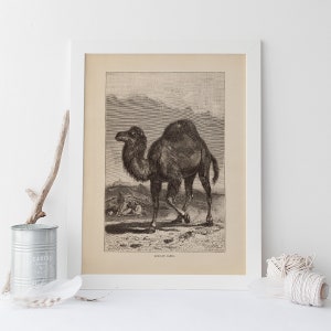 ANTIQUE ZOOLOGY PRINT, Vintage Camel Print, Antique Dromedary Poster, Professional Reproduction, Vintage Animal Print, 1890s