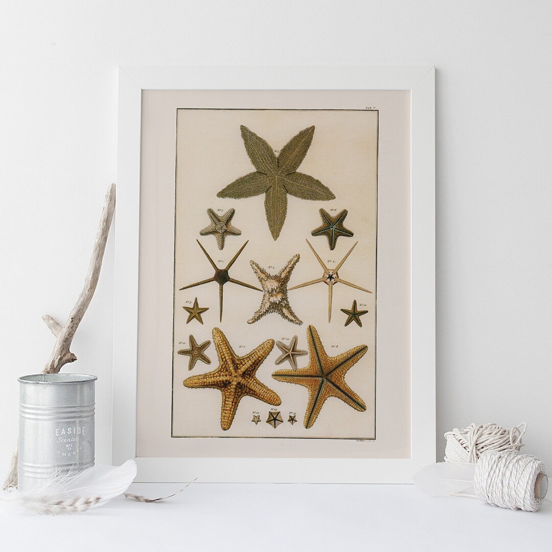 VINTAGE STARFISH PRINT, Antique Starfish Diagram, Professional Reproduction, Nautical Art Print ...