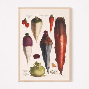 LÁMINA BOTÁNICA ANTIGUA, Arte de cocina francesa, Arte mural clásico, Reproducción profesional, Póster de verduras, Arte mural de cocina, Estilo cottagecore