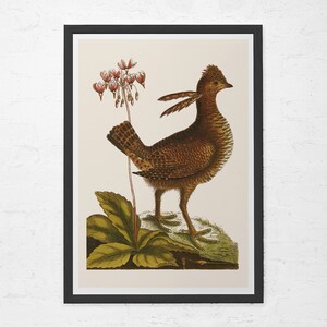 ANTIQUE BIRD PRINT, Vintage Ornithology Print, Antique Bird Poster, Professional Reproduction, Vintage Bird Print, Nature Wall Art