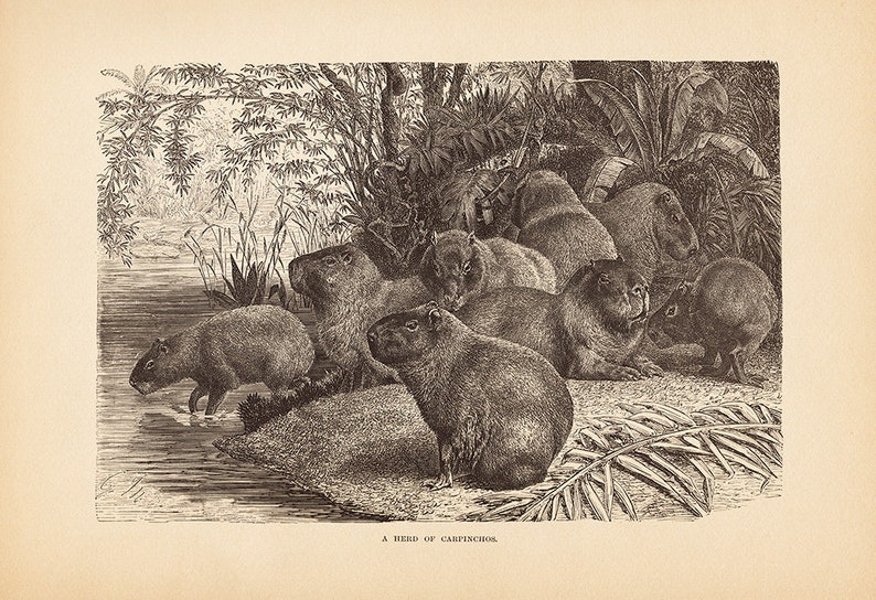 Капибара картина маслом