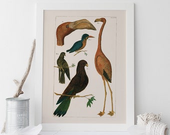 ANTIQUE ORNITHOLOGY PRINT, Antique Nature Print, Professional Reproduction, Vintage Bird Print Nature Wall Art Bird Art Print Nature Art