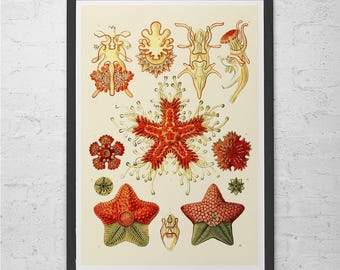 ANTIQUE NAUTICAL PRINT, Ernst Haeckel Print, Antique Nature Print, High Quality Reproduction, Beach House Decor Scientific Wall Art
