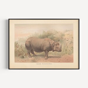 ANTIQUE ZOOLOGY PRINT, Vintage Rhinoceros Print, Antique Mammalogy Poster, Professional Reproduction, Vintage Animal Print, 1890s