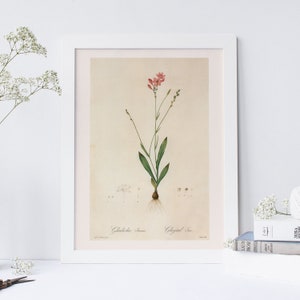 CUT-LEAVED ANOMATHECA, Flower Poster, Plant Mom Gift, Redouté, 19th Century Art, Botanical Illustration, Cosy Room Decor, Cottagecore