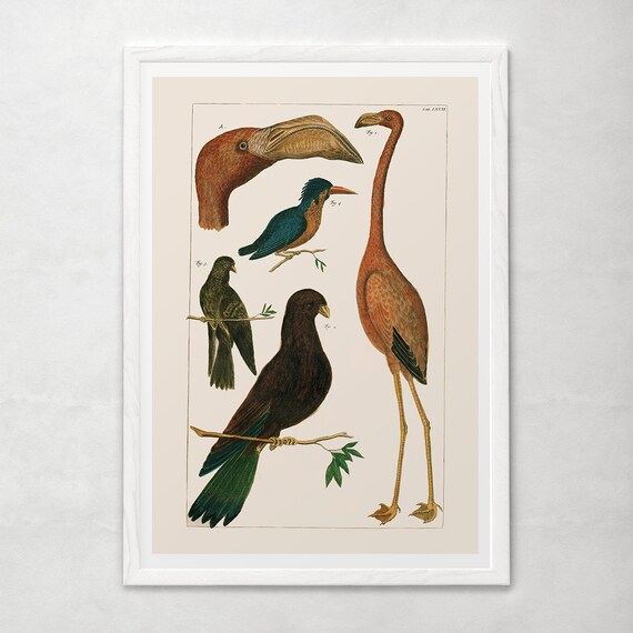 ANTIQUE ORNITHOLOGY PRINT, Antique Nature Print, Professional