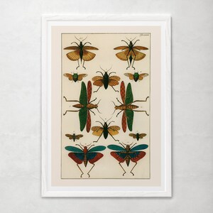 VINTAGE NATURE PRINT, Antique Nature Print, Antique Moth and Butterfly Art Antique Natural History Print Wall Art Butterfly Print