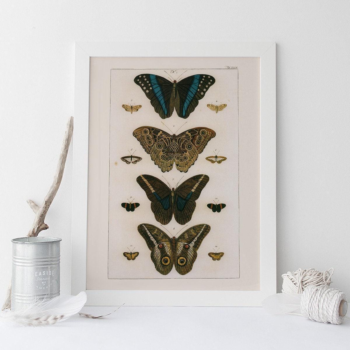 VINTAGE BUTTERFLY PRINT, High Quality Reproduction, Nature Art Print ...