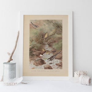 ANTIQUE WAGTAIL PRINT, Vintage Bird Print, Antique Ornithology Poster, Professional Reproduction, Dipper, Wagtail, 1890s, Nature Wall Art