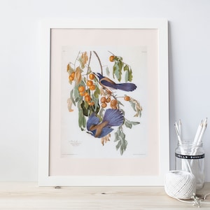 IMPRESSION DE JAY DE LA FLORIDE, impression giclée de qualité professionnelle, John James Audubon, cadeau pour les amateurs d&#39;oiseaux, affiche de la faune américaine, art mural nature