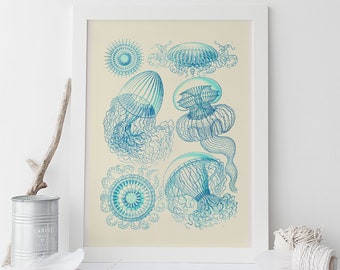 ERNST HAECKEL PRINT Nautical Print Antique Nature Print, Ribba Giclee Print, Beach House Decor Scientific Wall Art Vintage Science Print