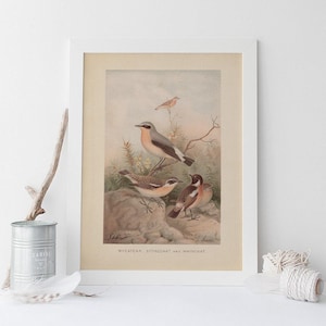 ANTIQUE ZOOLOGY PRINT, Vintage Bird Print, Antique Ornithology Poster, Professional Reproduction, Wheatear, Stonechat, Whinchat, 1890s
