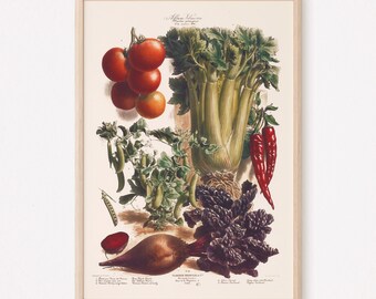 FOOD LOVERS GIFT, Kitchen Antique Print, Kitchen Wall Art, Professional Reproduction, Vegetables Poster, Kitchen Decor, Cottagecore
