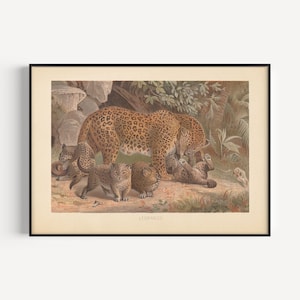 VINTAGE LEOPARD PRINT, Antique Zoology Print, Mammalogy Poster, Professional Reproduction, Vintage Animal Print, 1890s, Nature Wall Art