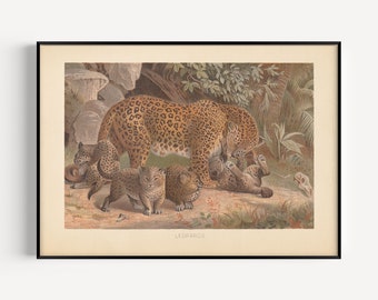 VINTAGE LEOPARD PRINT, Antique Zoology Print, Mammalogy Poster, Professional Reproduction, Vintage Animal Print, 1890s, Nature Wall Art