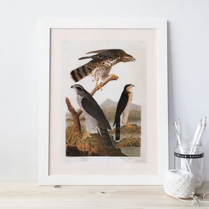STANLEY HAWK, Museums-Qualitäts-Giclée-Druck, John James Audubon, Kunst des 19.Jahrhunderts, Natur-Wandkunst