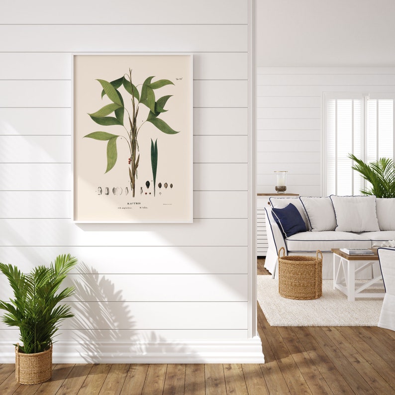 ANTIQUE BOTANICAL PRINT, Palm Tree Wall Art, Bactris Simplicifrons and Bifida, Beach House Decor, Botanical Illustration, Nature Wall Art image 3