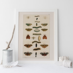 PÓSTER CIENTÍFICO DE MARIPOSAS, Impresión de naturaleza antigua, Impresión de oruga, Arte de mariposas, Impresión de historia natural antigua, Arte mural, Impresión de mariposas