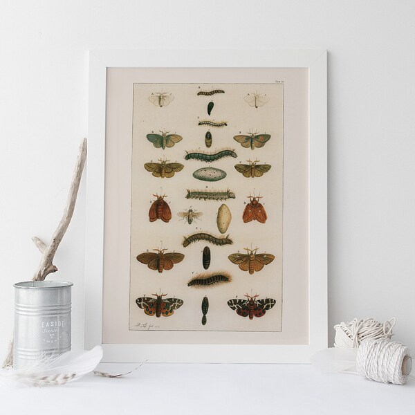 Caterpillar Art Etsy