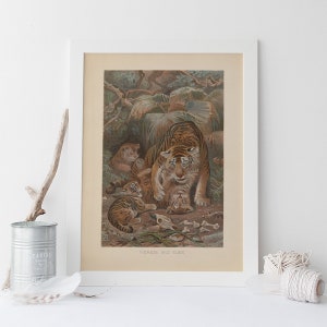 ANTIQUE TIGER PRINT, Vintage Zoology Print, Antique Mammalogy Poster, Professional Reproduction, Vintage Animal Print, 1890s