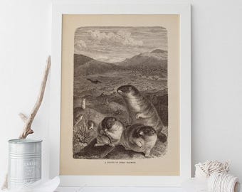 VINTAGE ZOOLOGY ART, Antique Marmot Print, Antique Mammalogy Poster, Professional Reproduction, Vintage Animal Print, 1890s
