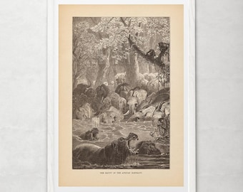 ANTIQUE ZOOLOGY PRINT, Vintage Elephant Print, Antique Mammalogy Poster, Professional Reproduction, Vintage Animal Print, 1890s