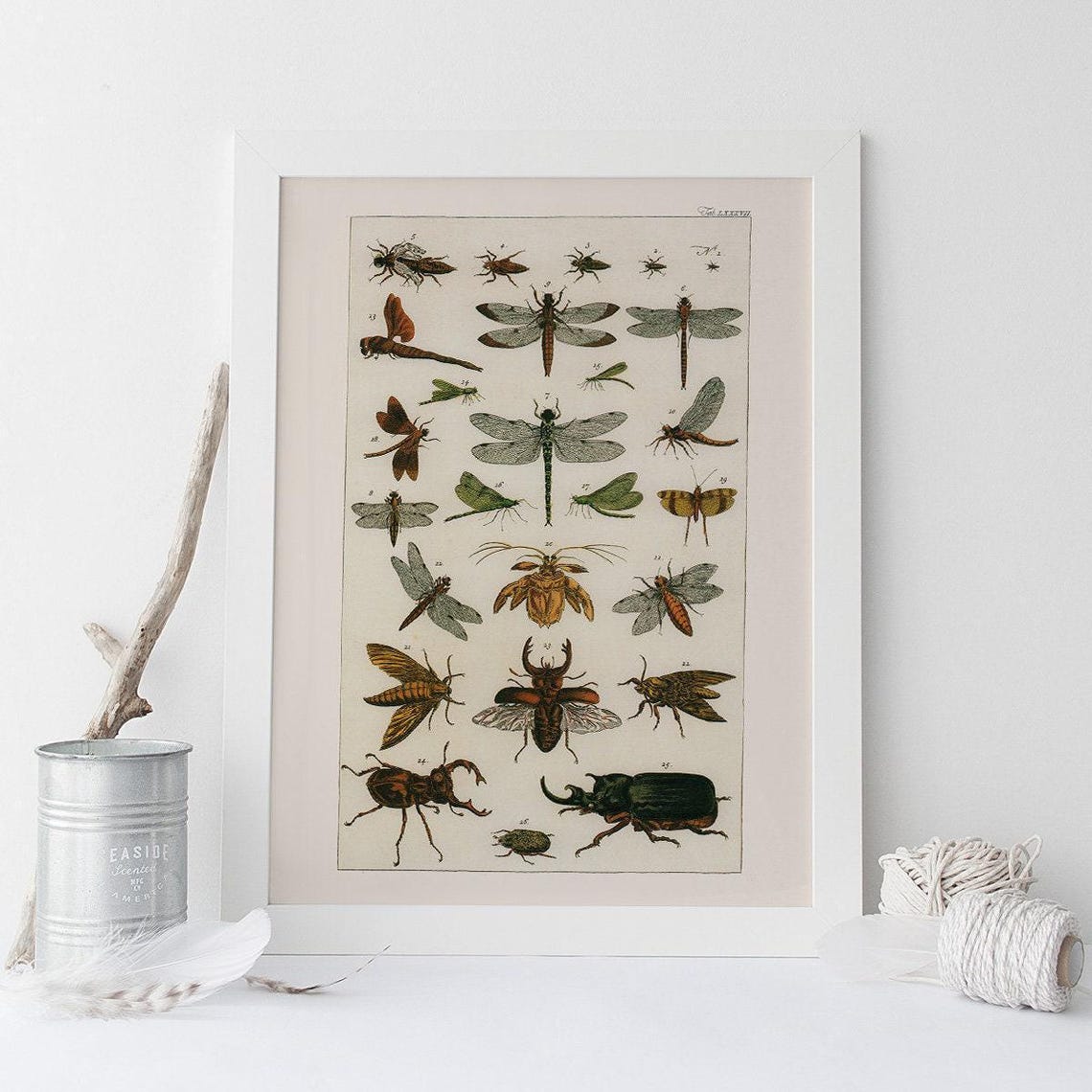 VINTAGE NATURE PRINT, Antique Nature Art Print, Antique Insect Print ...