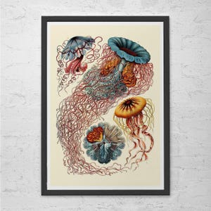 NAUTICAL WALL ART, Ernst Haeckel Art, Antique Nature Print, Giclee Print, Beach House Decor, Scientific Wall Art, Vintage Science Print image 1