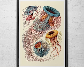 NAUTICAL WALL ART, Ernst Haeckel Art, Antique Nature Print, Giclee Print, Beach House Decor, Scientific Wall Art, Vintage Science Print