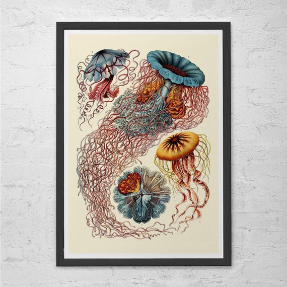 NAUTICAL WALL ART, Ernst Haeckel Art, Antique Nature Print, Giclee Print, Beach House Decor, Scientific Wall Art, Vintage Science Print