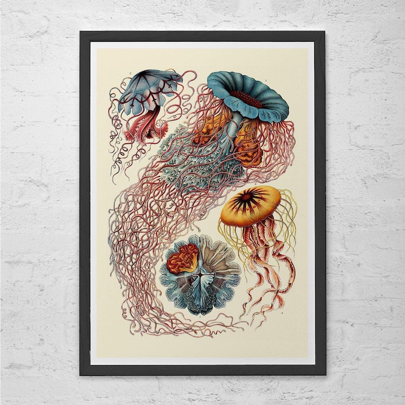 NAUTICAL WALL ART, Ernst Haeckel Art, Antique Nature Print, Giclee Print, Beach House Decor, Scientific Wall Art, Vintage Science Print image 1