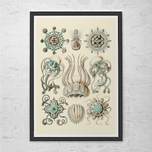 ERNST HAECKEL PRINT Nautical Print Antique Nature Print, Ribba Giclee Print, Beach House Decor Scientific Wall Art Vintage Science Print