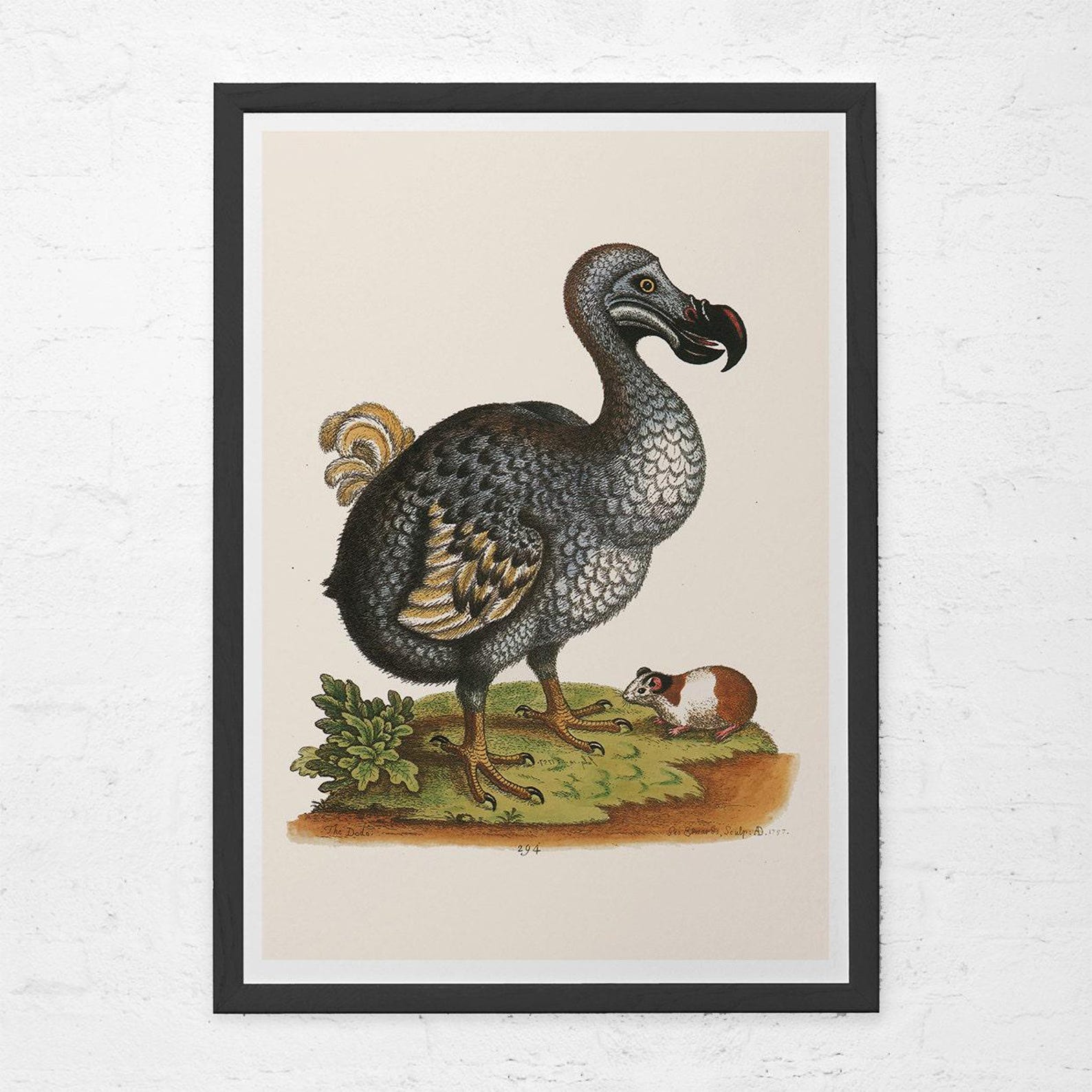 ANTIQUE DODO ART, Vintage Ornithology Print, Mauritius Art, Dodo Bird ...