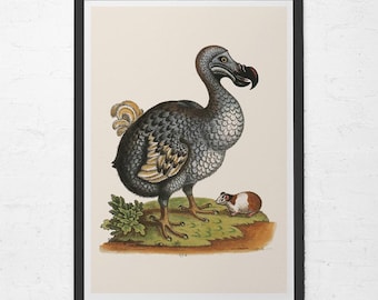 ANTIQUE DODO ART, Vintage Ornithology Print, Mauritius Art, Dodo Bird Poster, Vintage Bird Print, Extinction, Professional Reproduction