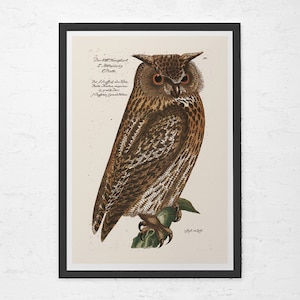 ANTIQUE OWL PRINT, Vintage Ornithology Print, Antique Owl Poster, Professional Reproduction, Vintage Bird Print, Nature Wall Art