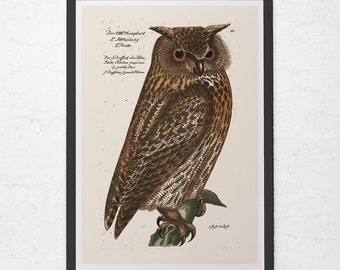 ANTIQUE OWL PRINT, Vintage Ornithology Print, Antique Owl Poster, Professional Reproduction, Vintage Bird Print, Nature Wall Art