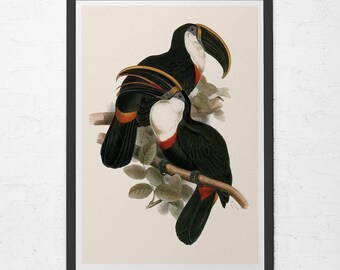 TROPICAL TOUCAN PRINT,  Coastal Nature Print, Toucan Wall Art, Living room Wall Decor, Nature Wall Art