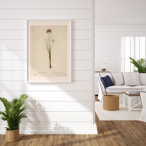 IMPRESSION DE FLEURS ANTIQUE, poireau de Steller, Redouté, art du XIXe siècle, illustration botanique, décoration de chambre confortable, cottagecore, art mural nature image 3