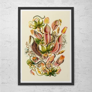 ERNST HAECKEL PRINT Nautical Print Antique Nature Print, Ribba Giclee Print, Beach House Decor Scientific Wall Art Vintage Science Print