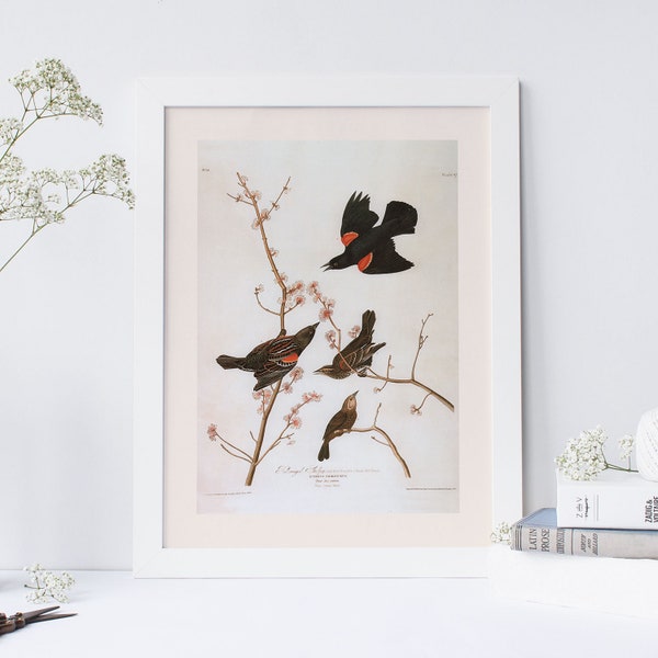 RED WING STARLING, Professional Giclée Print, John James Audubon, Nature Lover gift, Office Decor, Nature Wall Art