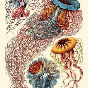 NAUTICAL WALL ART, Ernst Haeckel Art, Antique Nature Print, Giclee Print, Beach House Decor, Scientific Wall Art, Vintage Science Print image 5