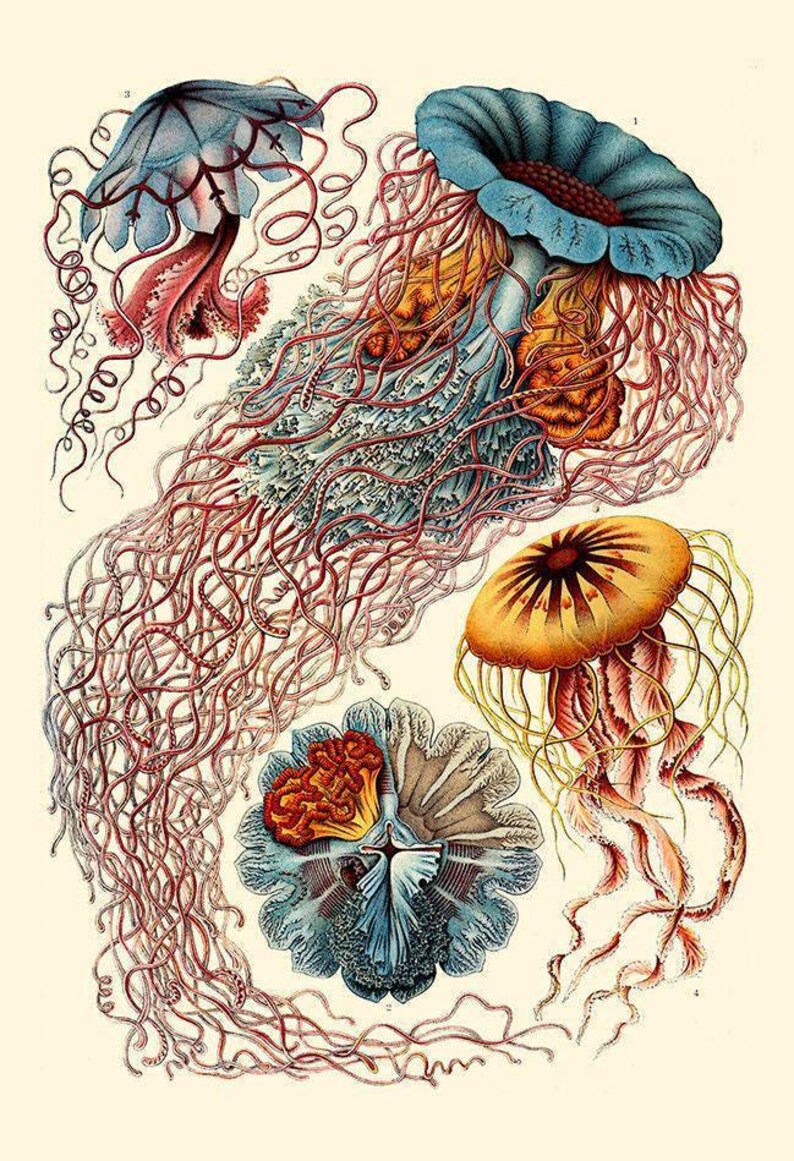 NAUTICAL WALL ART, Ernst Haeckel Art, Antique Nature Print, Giclee Print, Beach House Decor, Scientific Wall Art, Vintage Science Print image 5