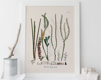 ANTIQUE BOTANICAL PRINT, Palm Tree Wall Art, Orania Porphyrocarpa, Beach House Decor, Botanical Illustration, Nature Wall Art