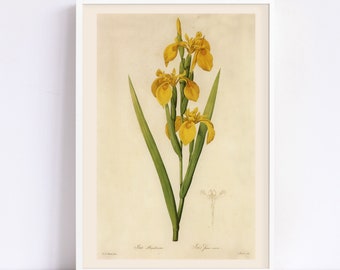 YELLOW FLAG FLOWER Print, Iris Pseudacorus Poster, Redouté, 19th Century Art, Yellow Iris Decor, Cozy Room Decor, Cottagecore, Nature Art